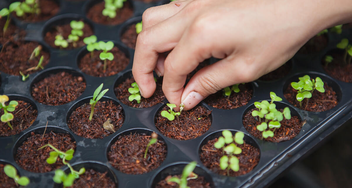 专家与团队 horticulturist seeding plants